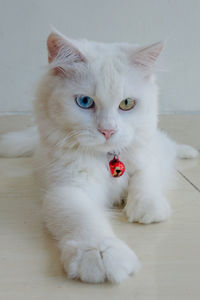 Portrait of white cat on floor