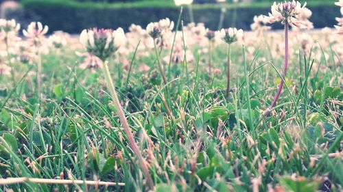 Close-up of plant growing on field