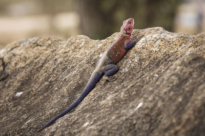 Close-up of lizard on rock