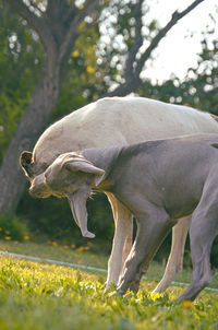 Side view of dogs grazing on field