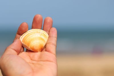 Close-up of person holding shell over sea against sky