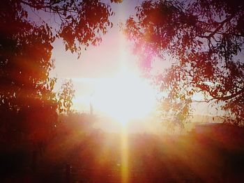 Sunlight streaming through trees during sunset