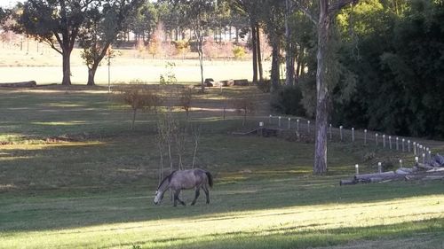 View of horse on field