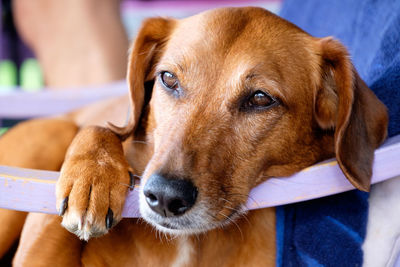 Close-up of dog