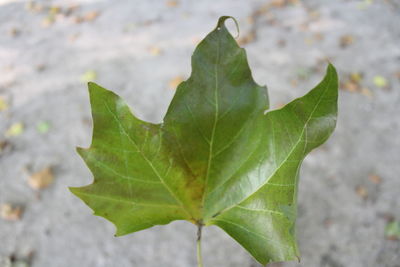 Close-up of maple leaf