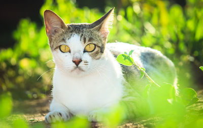 Portrait of a cat