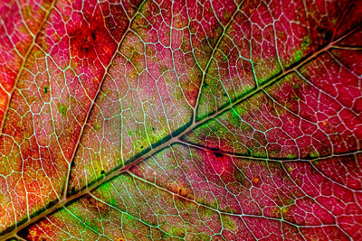 Full frame shot of raindrops on maple leaves