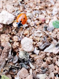 High angle view of ladybug on rock