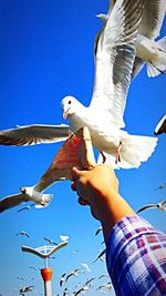 Low angle view of seagulls against blue sky