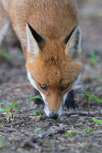 A red fox up close