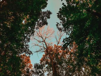 Low angle view of trees against sky