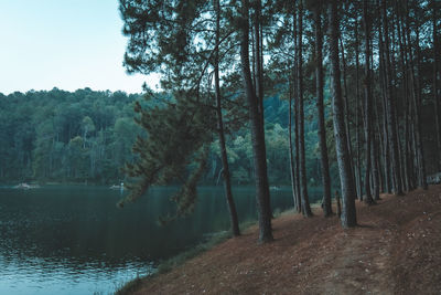 Trees in forest against sky