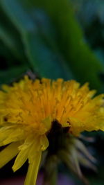 Close-up of yellow flower