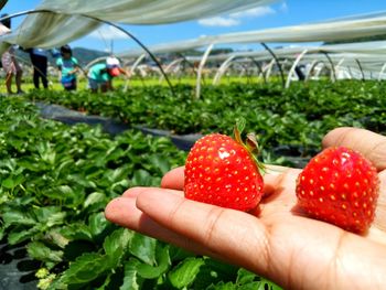 Close-up of hand holding strawberries in field
