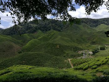 Scenic view of agricultural field against sky