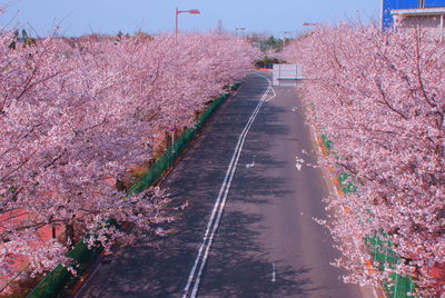 Pink cherry blossoms in spring