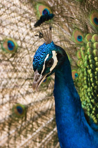 Close-up of peacock