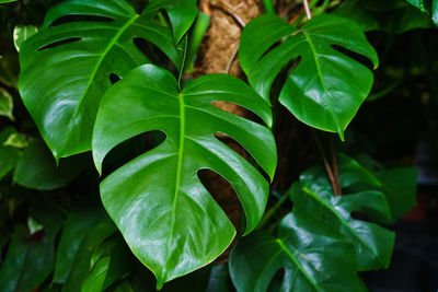 Monstera thai constellation variegated beautiful foliage tropical plants.