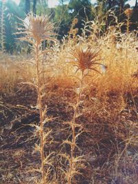 Plants growing on field