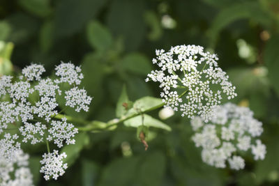 Close-up of white flowering plant