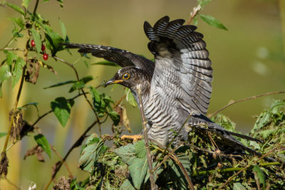 Close-up of bird perching on tree