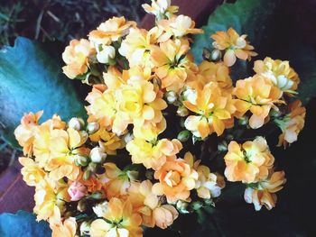 Close-up of yellow flowers blooming outdoors