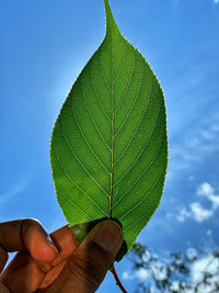 Close-up of hand holding plant against sky