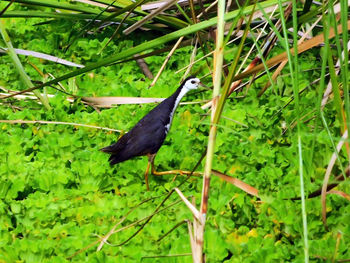 Close-up of bird perching on tree