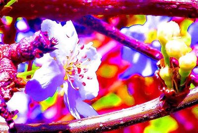 Close-up of flowers blooming outdoors