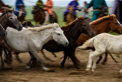 Horses running in a field