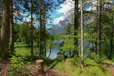 Scenic view of lake amidst trees in forest