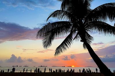 Palm trees on beach