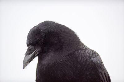 Close-up of bird