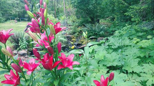 Close-up of pink flowering plants in park