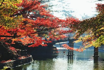 Trees by river against sky