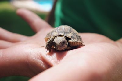 Close-up of hand holding lizard