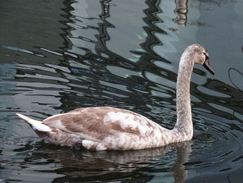 Swan swimming in lake