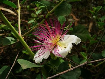 Close-up of purple flowering plant