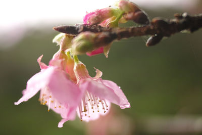 Close-up of pink flower