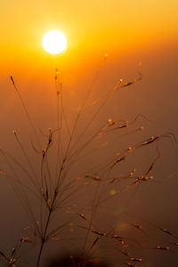 Close-up of silhouette plants against orange sky