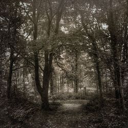 Trees in forest