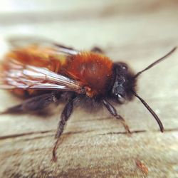 Close-up of insect