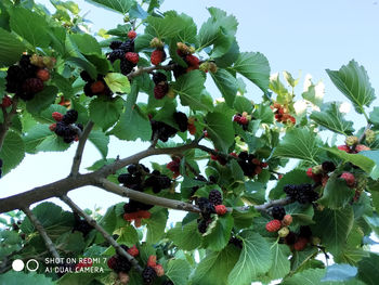 Low angle view of berries on tree against sky