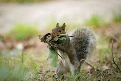 Close-up of squirrel holding leaves while standing on land