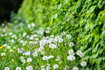 Close-up of white flowering plants on field