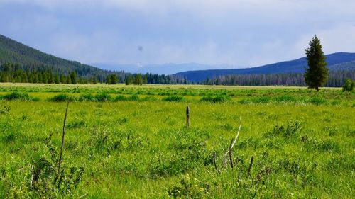 Scenic view of field against sky