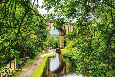 Bridge over river amidst trees against sky