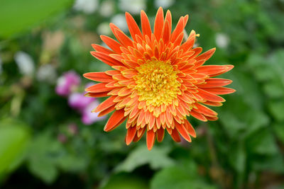 Close-up of orange flower