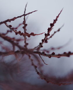 Low angle view of plant against sky