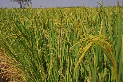 Rice stem borer symptom in rice field, key pest of rice